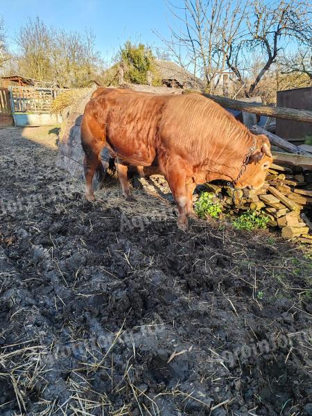 Heavyweight bulls