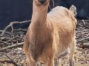 Alpine goat goats