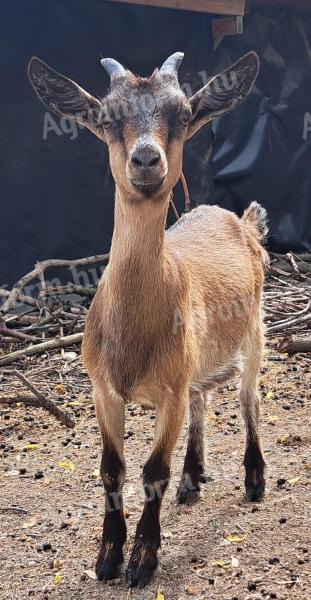 Alpine goat goats