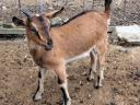 Alpine goat goats