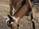 Alpine goat goats