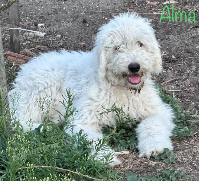 Študijska knjiga komondor