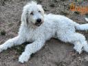 Studbook komondor