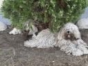 Studbook komondor