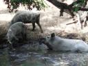 Mangalica-Ferkel zu verkaufen