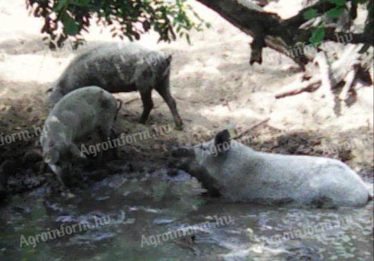 Mangalica-Ferkel zu verkaufen