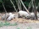 Mangalica-Ferkel zu verkaufen