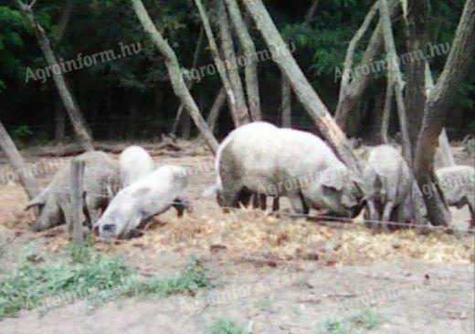 Mangalica-Sau zu verkaufen