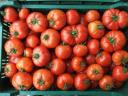 Eingemachte Tomaten zu verkaufen