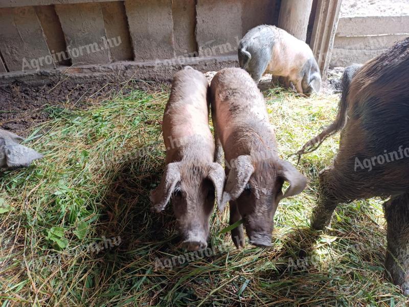 Ferkel zu verkaufen, deutsche Riesenrasse