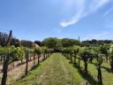 Gutshof Balaton-Felvidék, Bauernhof, Obstgarten, Weinberg, Kelterei