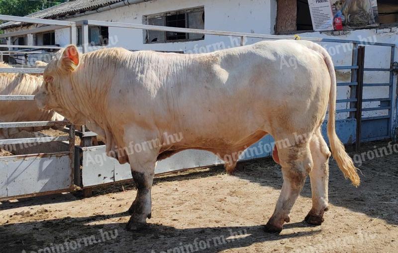 Charolais-Zuchtbullen zu verkaufen