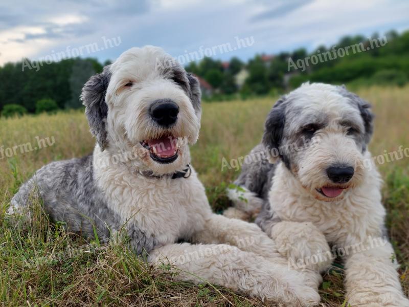 Bobtail čistokrvné šteniatko