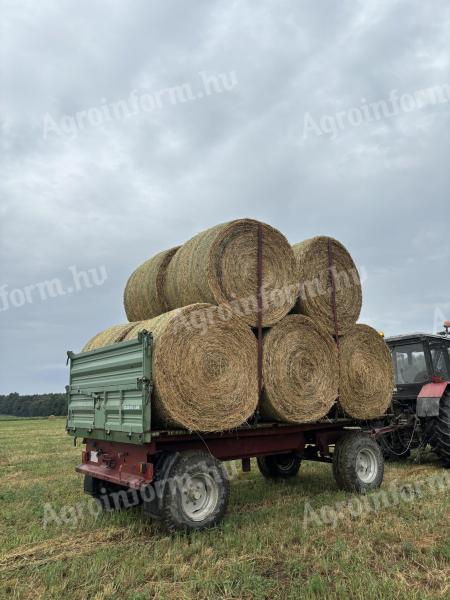 Alfalfa na predaj