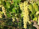 Wine grapes for sale