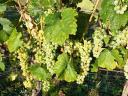 Wine grapes for sale