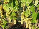 Wine grapes for sale