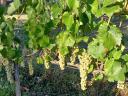 Wine grapes for sale