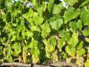 Wine grapes for sale