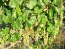 Wine grapes for sale