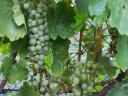 Wine grapes for sale