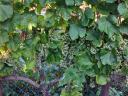 Wine grapes for sale