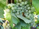 Wine grapes for sale