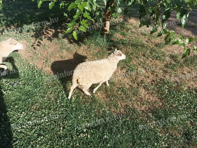 Ouessant sheep for sale