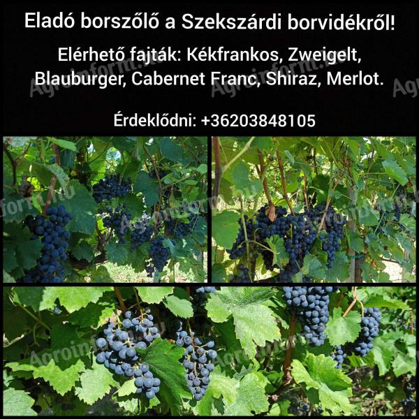 Prodaje se vinsko grožđe od proizvođača iz vinske regije Szekszárd! Kékfrankos, Merlot, Cabernet Franc, Shiraz