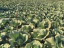 Plantains and cabbage