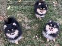 Dwarf spitz puppies