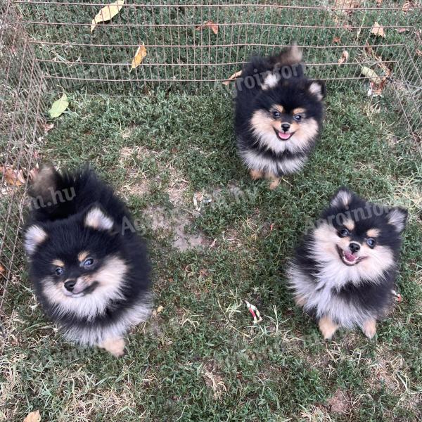 Dwarf spitz puppies