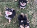 Dwarf spitz puppies