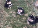 Dwarf spitz puppies