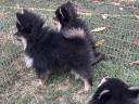 Dwarf spitz puppies