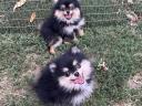 Dwarf spitz puppies