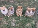 Dwarf spitz puppies