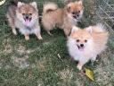 Dwarf spitz puppies