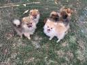 Dwarf spitz puppies