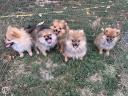 Dwarf spitz puppies