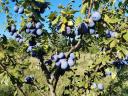 Big-eyed Stanley plum for sale