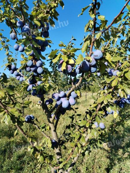 Big-eyed Stanley plum for sale