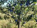 Big-eyed Stanley plum for sale