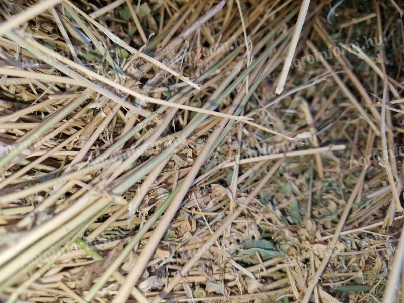 Lucerna bales for sale