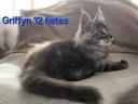 Maine Coon tomcat kitten