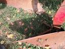 IH 5 head plough for sale