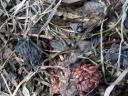 Fragrant, testicle cubes of baled hay for sale from under the roof, also available for delivery