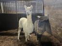 Pregnant and foaling alpaca mares, foals for sale