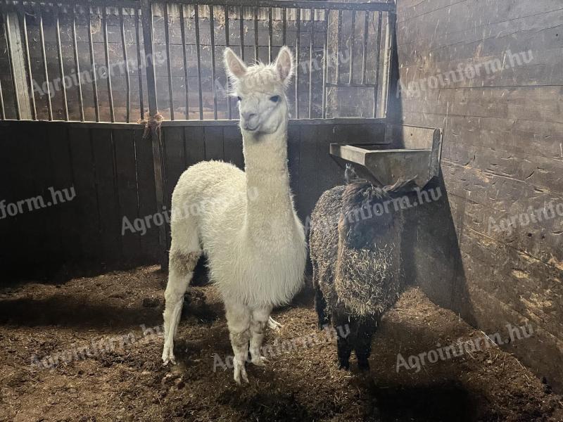 Pregnant and foaling alpaca mares, foals for sale