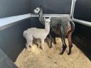 Pregnant and foaling alpaca mares, foals for sale